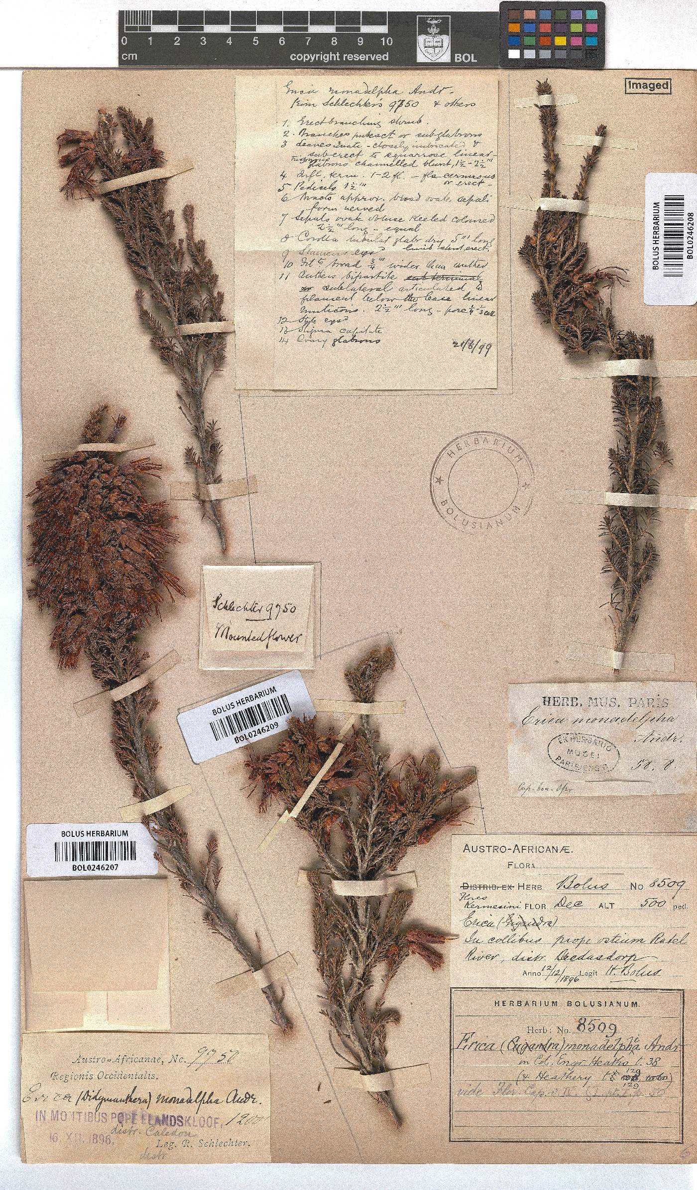 Erica monadelphia image