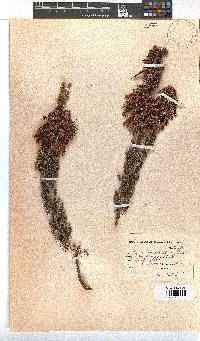 Erica monadelphia image