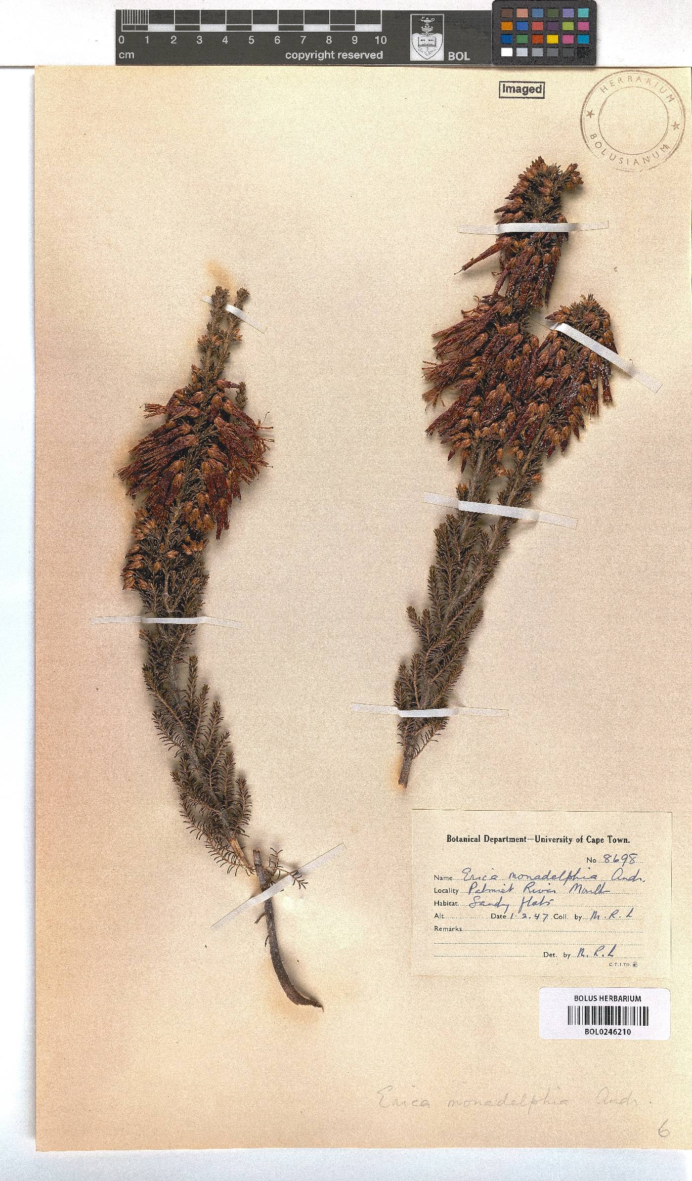 Erica monadelphia image