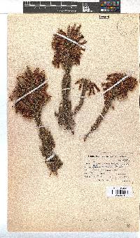 Erica monadelphia image