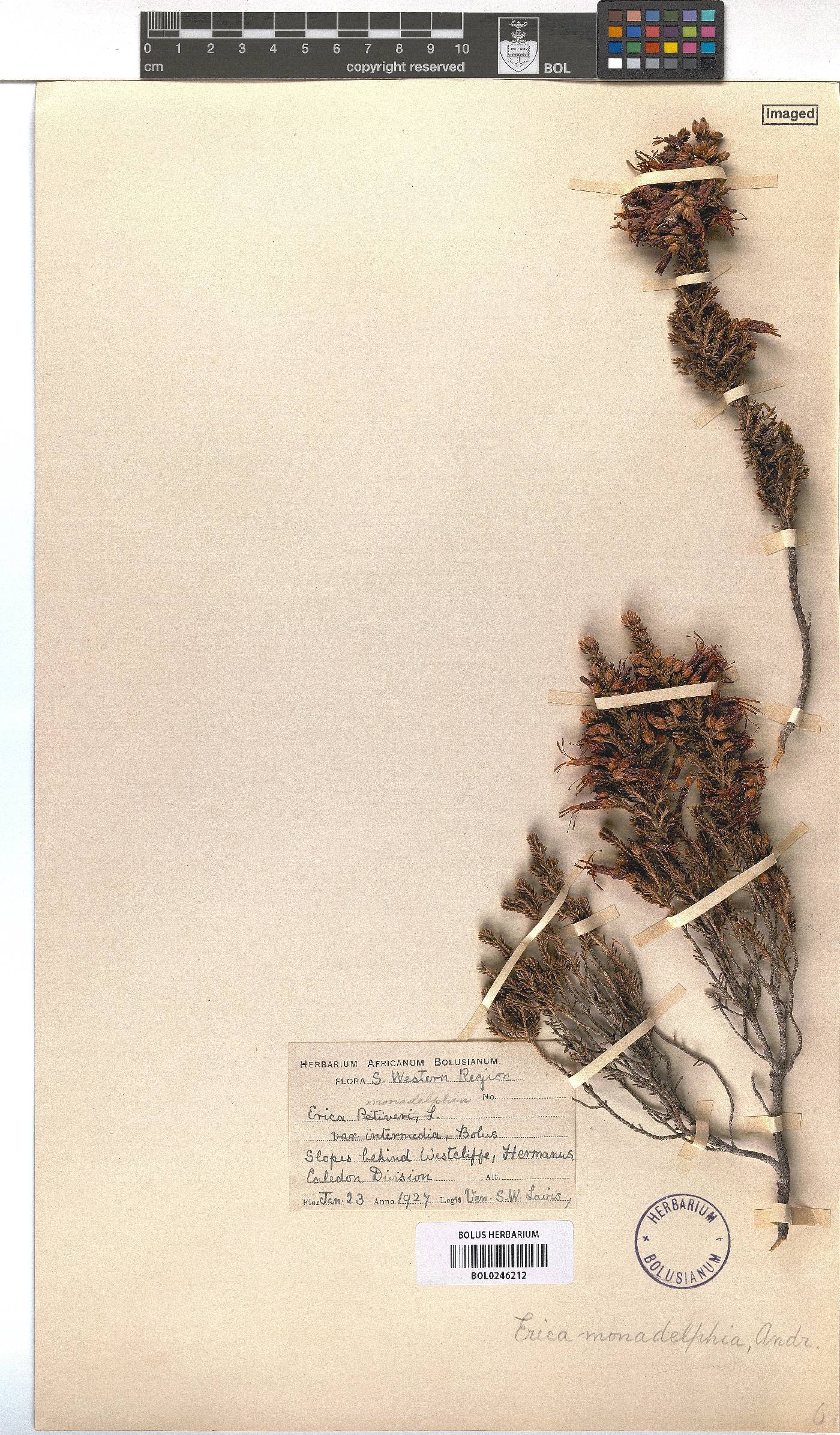 Erica monadelphia image