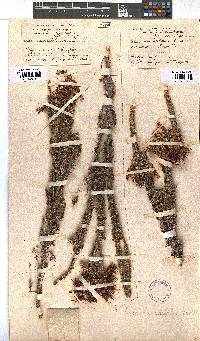 Erica monadelphia image