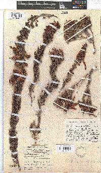 Erica monadelphia image