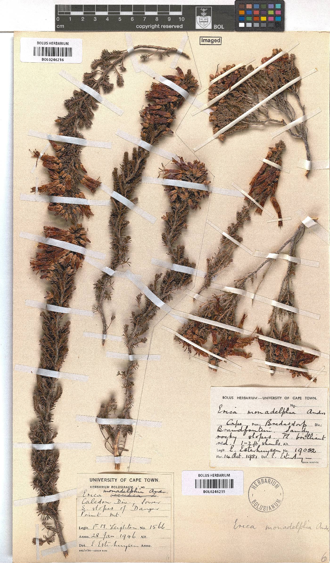 Erica monadelphia image