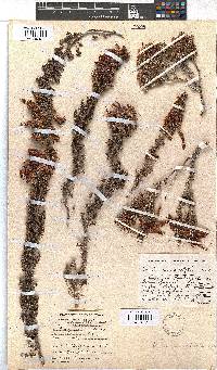 Erica monadelphia image