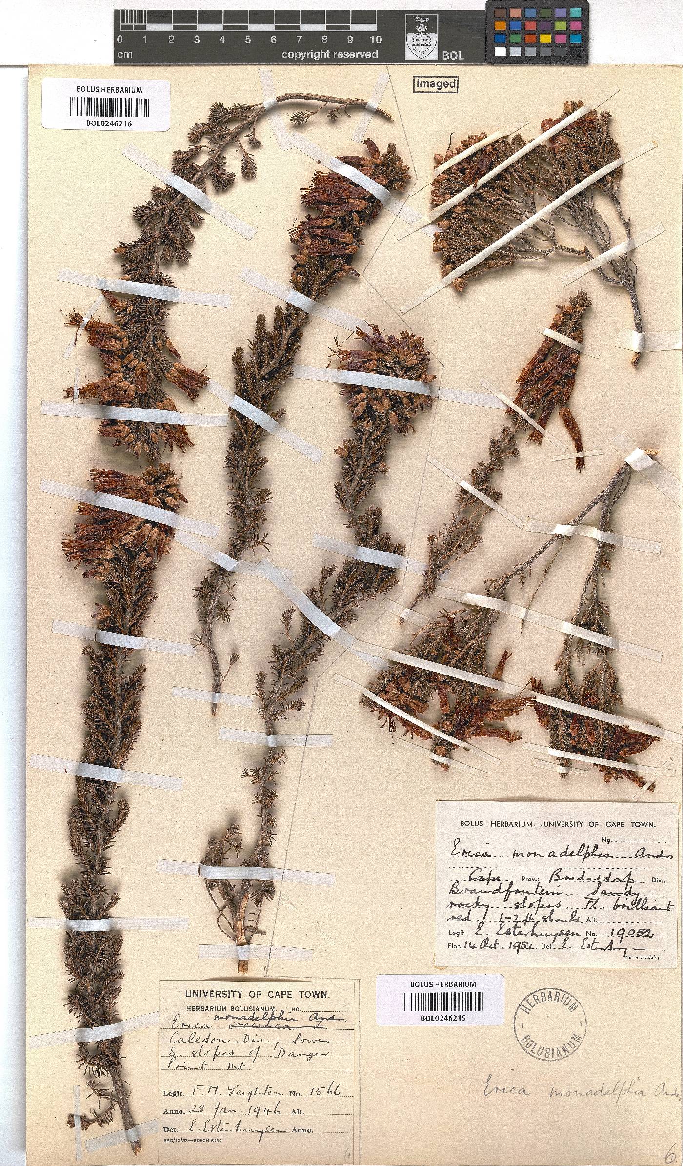 Erica monadelphia image