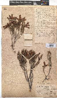 Erica monadelphia image