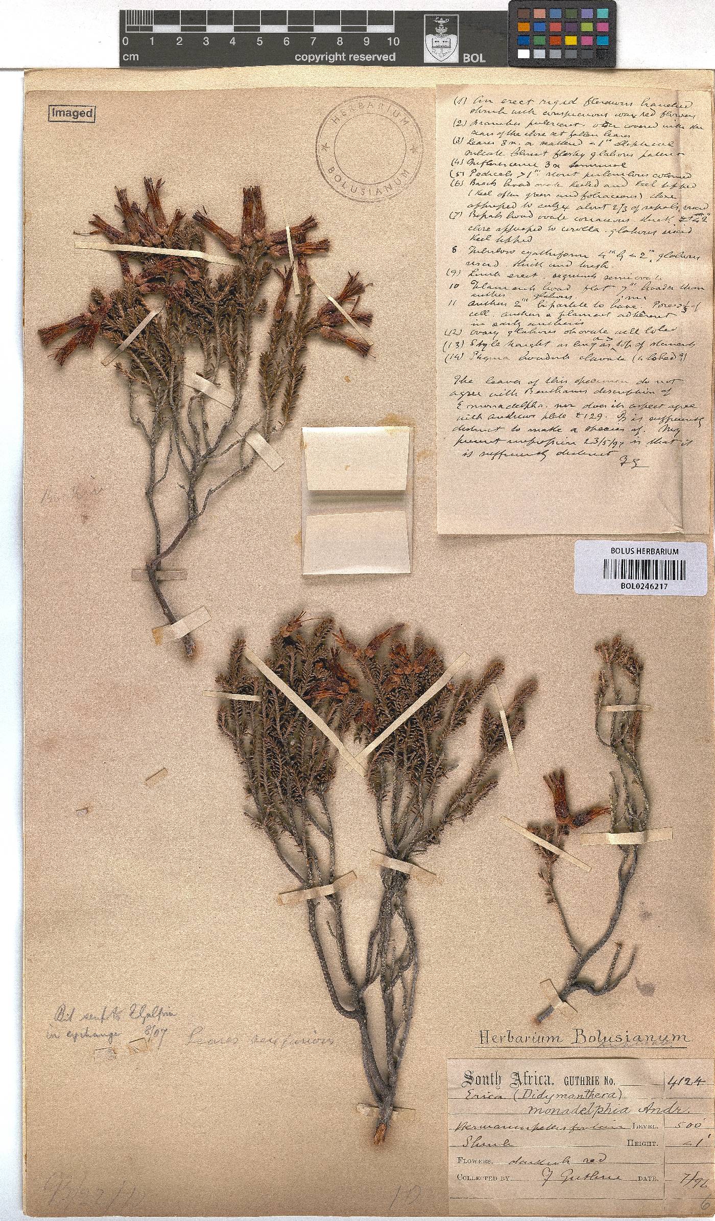 Erica monadelphia image