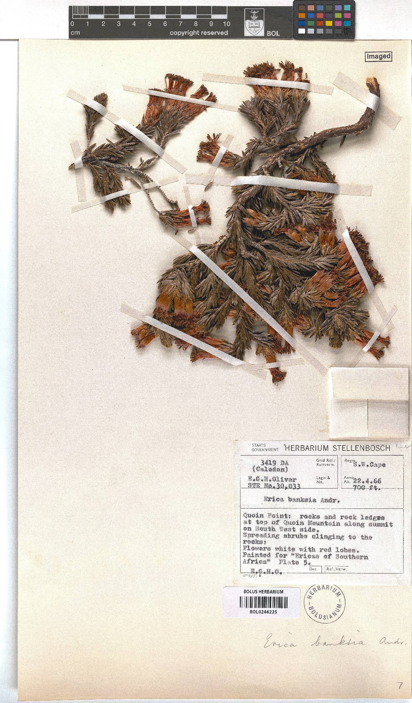 Erica banksii image