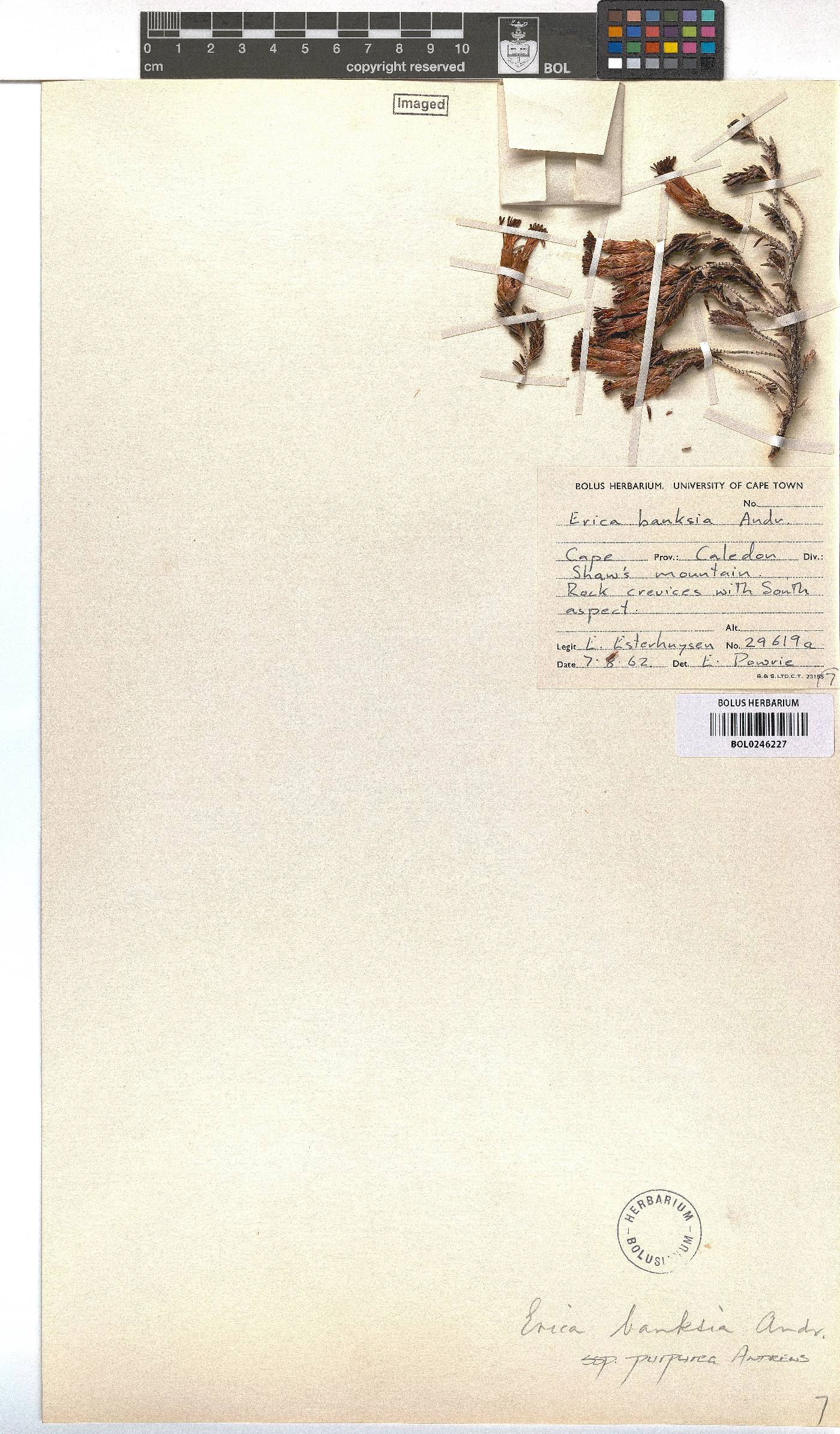 Erica banksii subsp. purpurea image