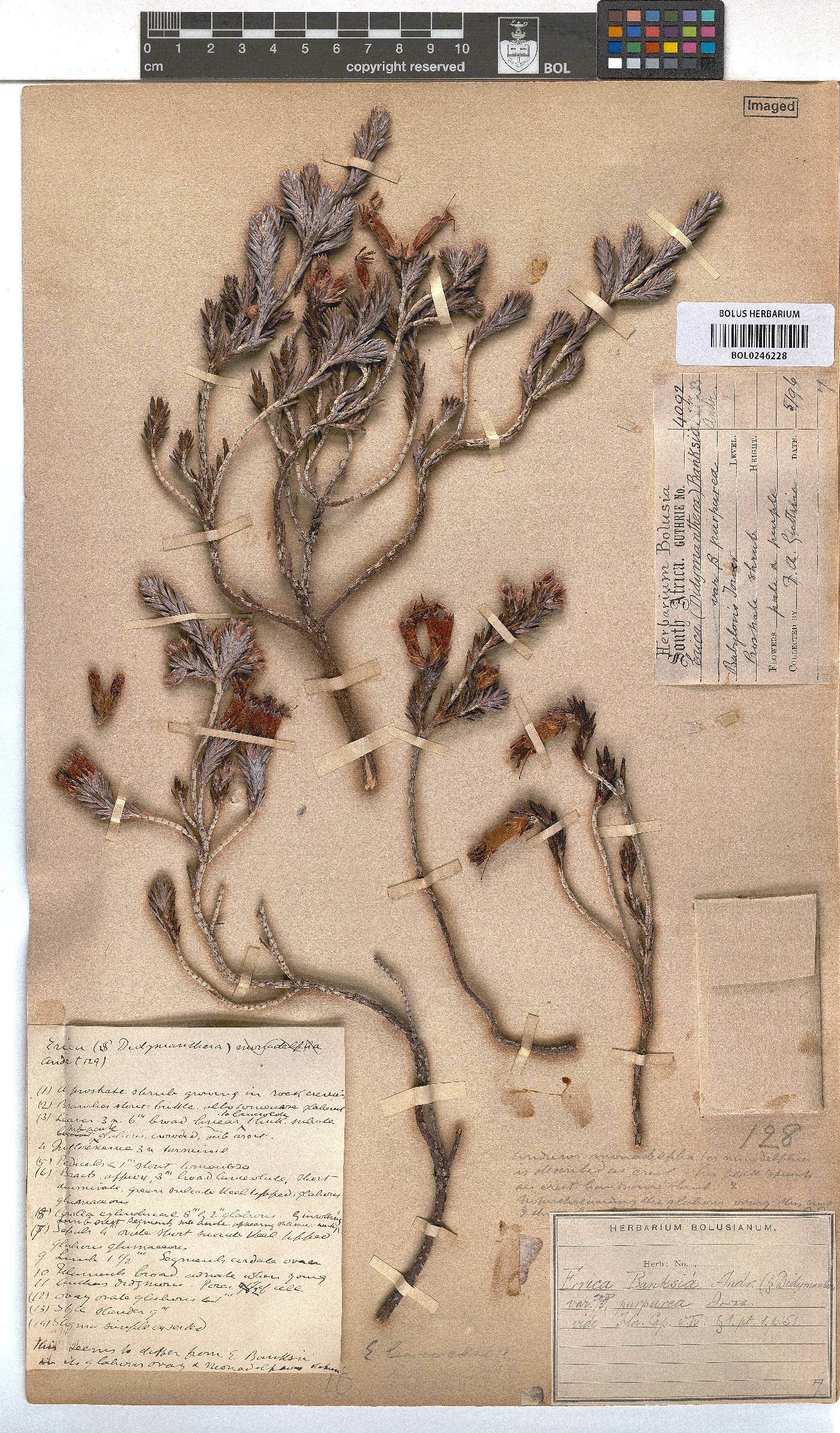 Erica banksii subsp. purpurea image