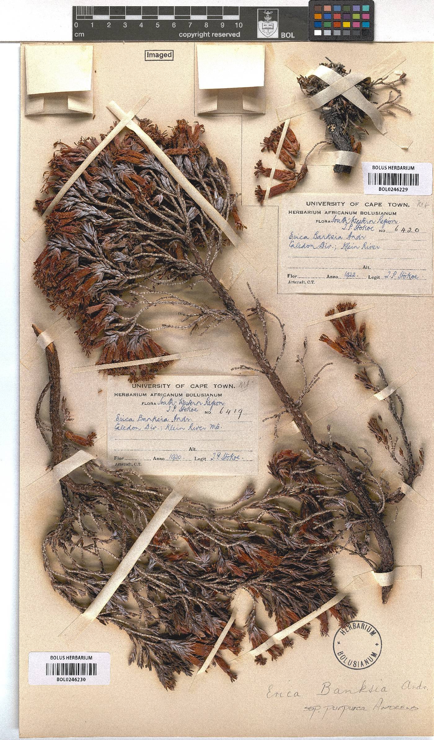 Erica banksii subsp. purpurea image