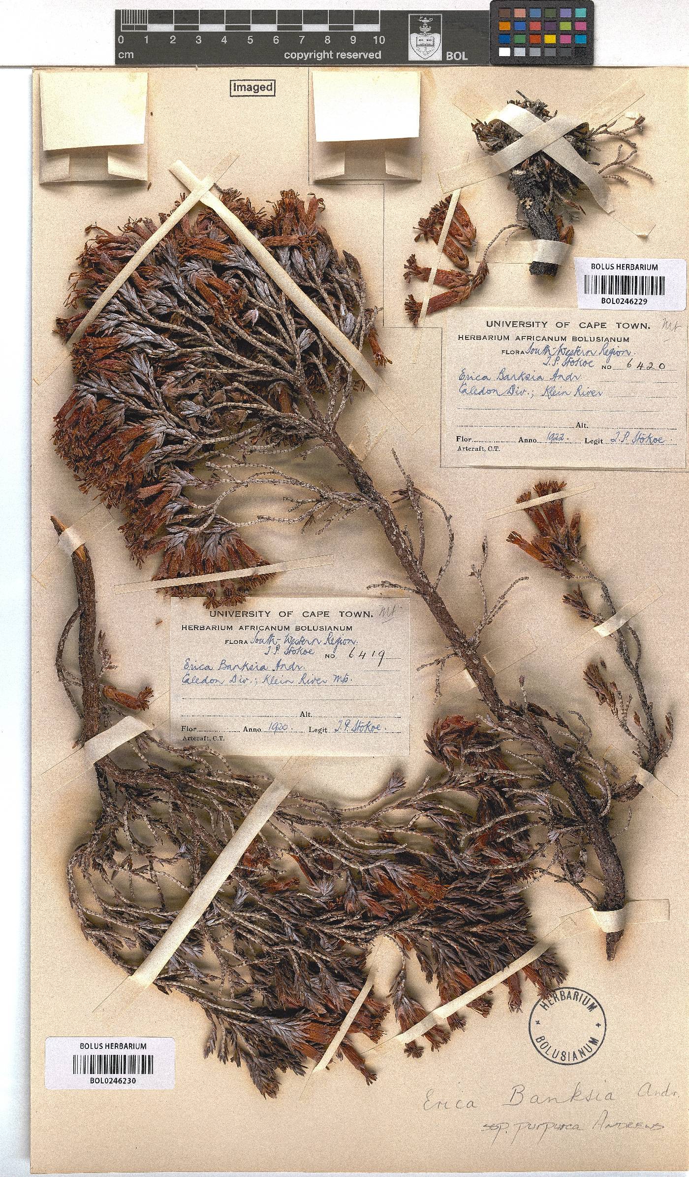 Erica banksii subsp. purpurea image