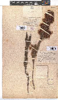 Erica monadelphia image