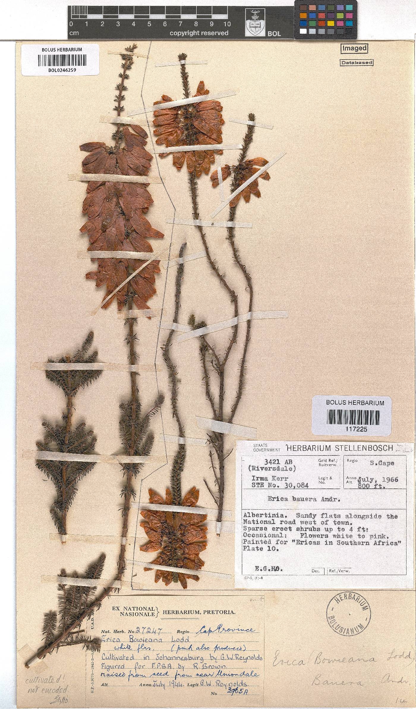 Erica bauera subsp. bauera image