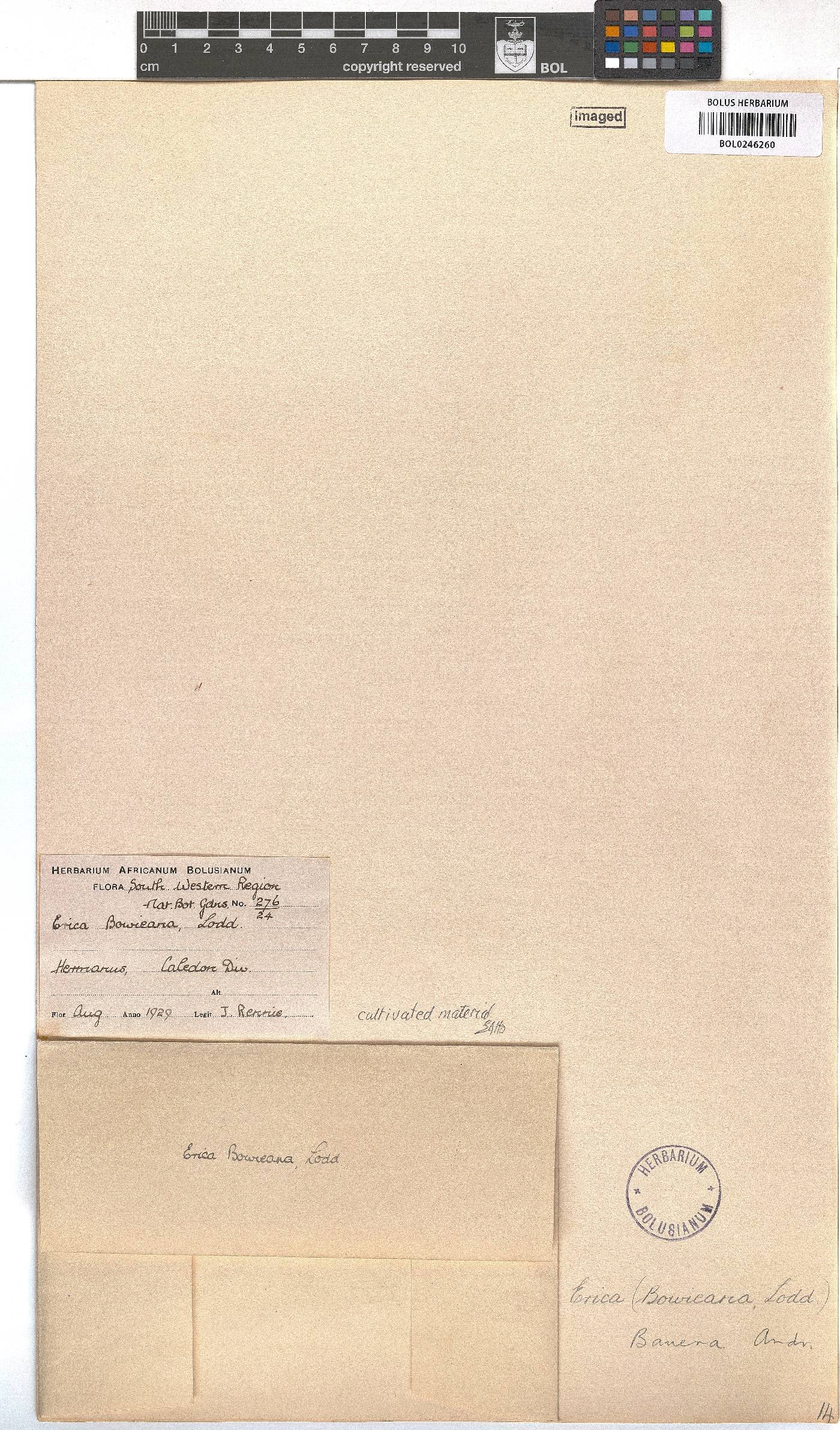 Erica bauera subsp. bauera image