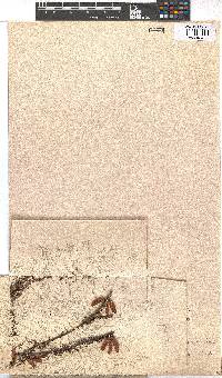 Erica bauera subsp. bauera image