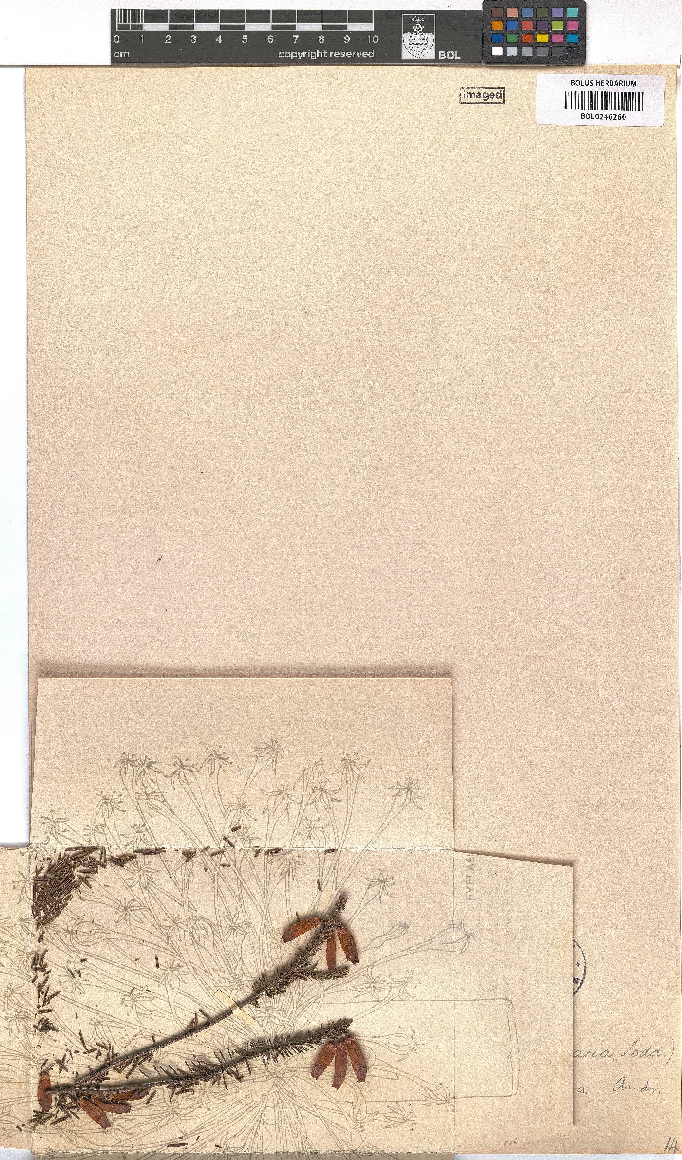 Erica bauera subsp. bauera image