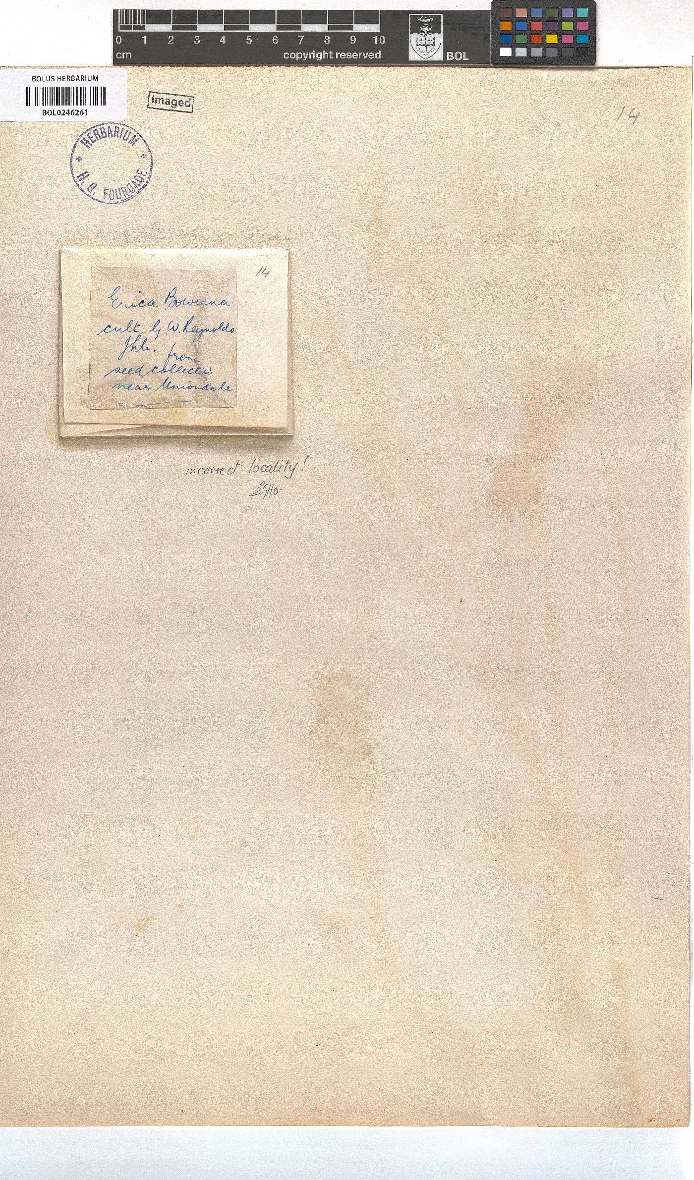 Erica bauera subsp. gouriquae image