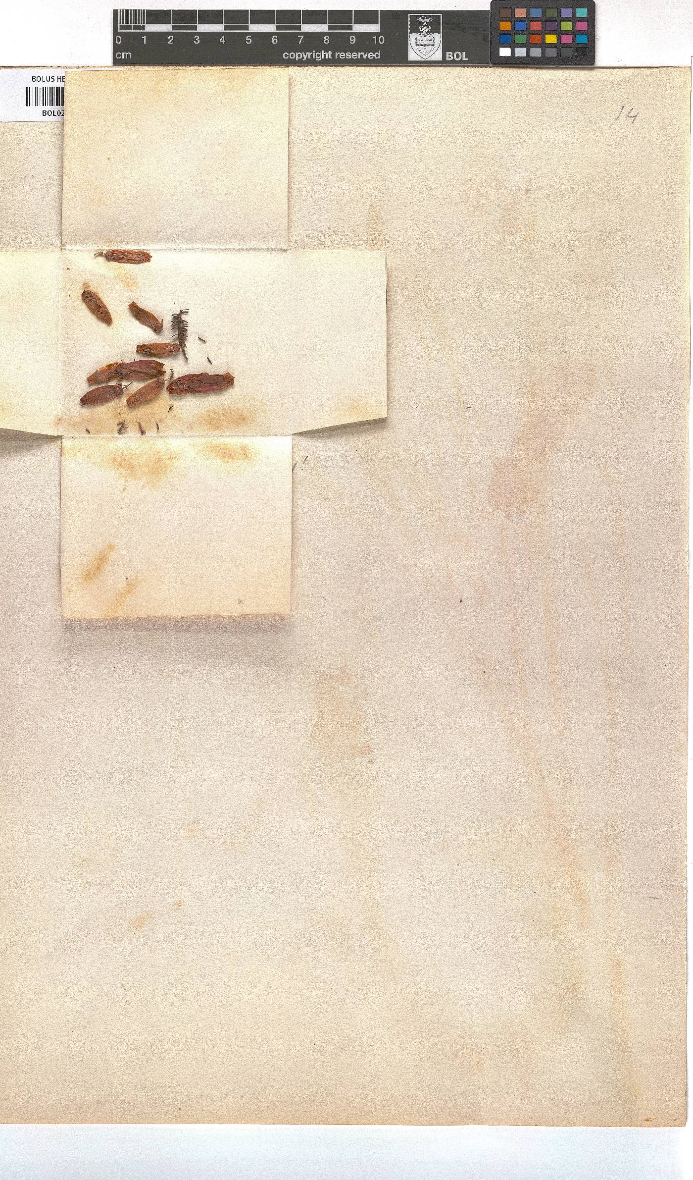 Erica bauera subsp. gouriquae image