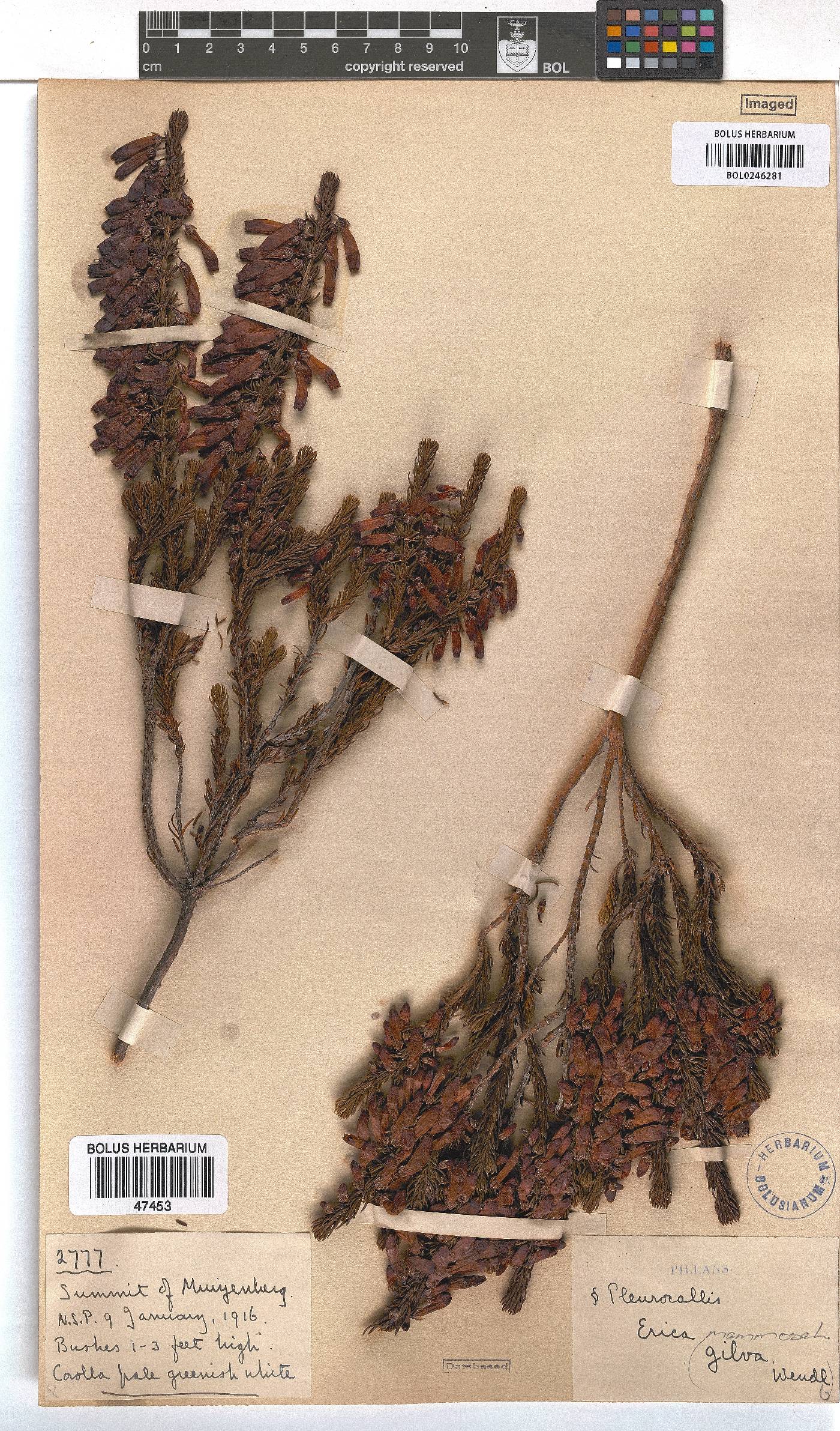 Erica mammosa image