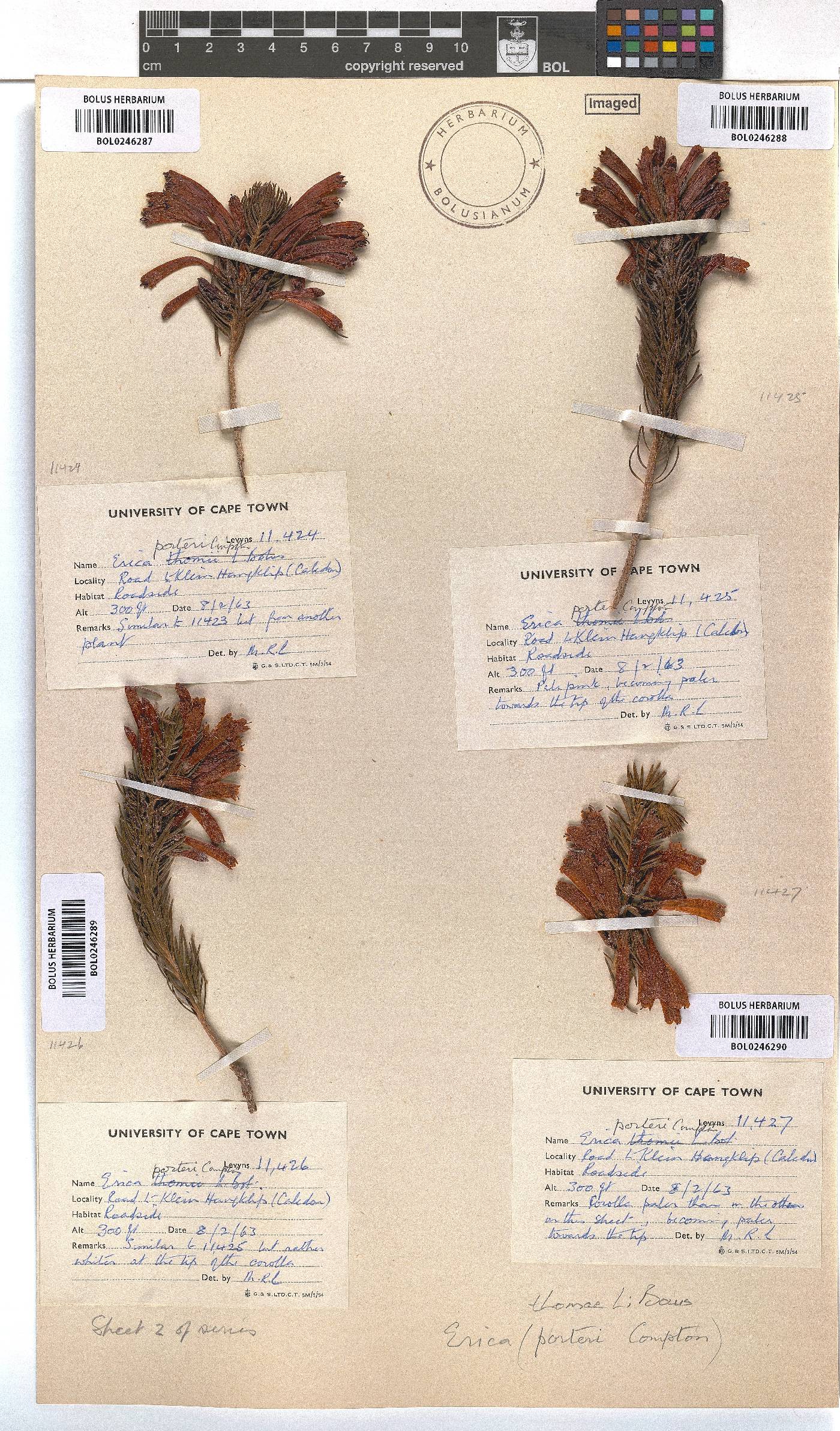 Erica thomae image