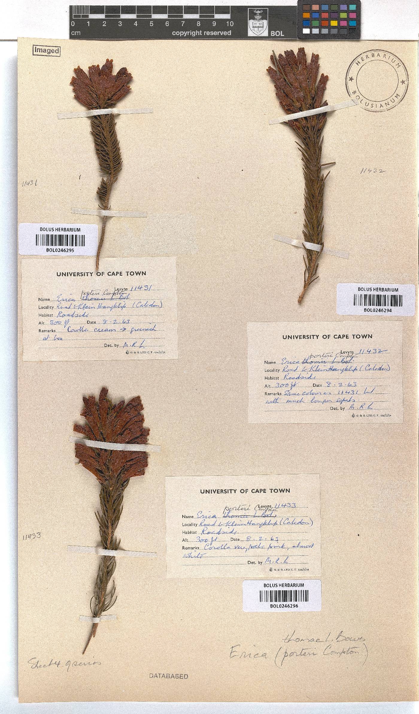 Erica thomae image