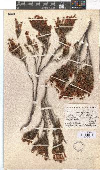 Image of Erica curviflora