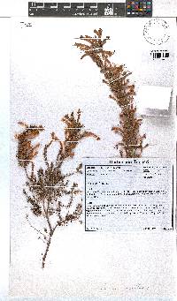 Erica curviflora image