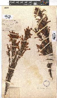 Erica curviflora image