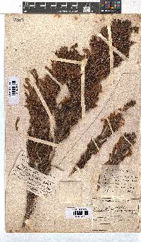 Erica curviflora image