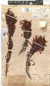 Erica curviflora image