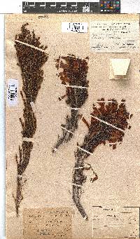 Erica curviflora image