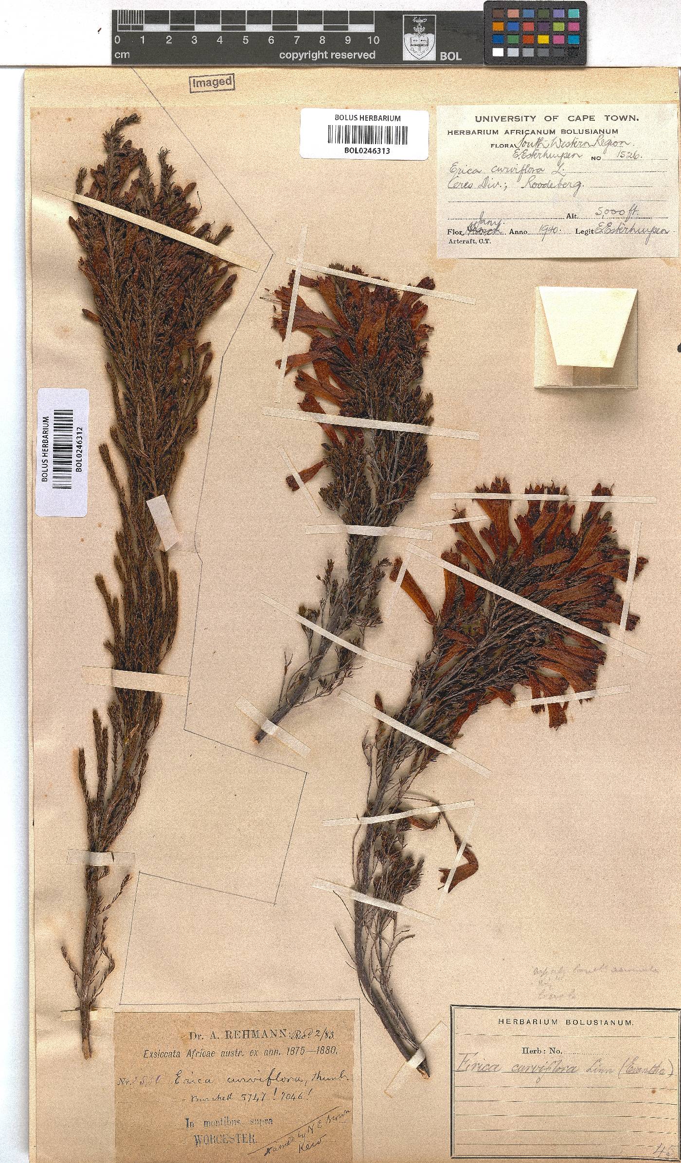 Erica curviflora image