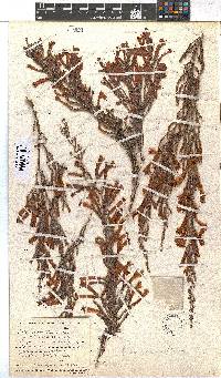 Erica curviflora image