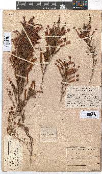 Erica curviflora image