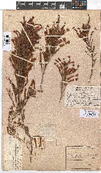 Erica curviflora image