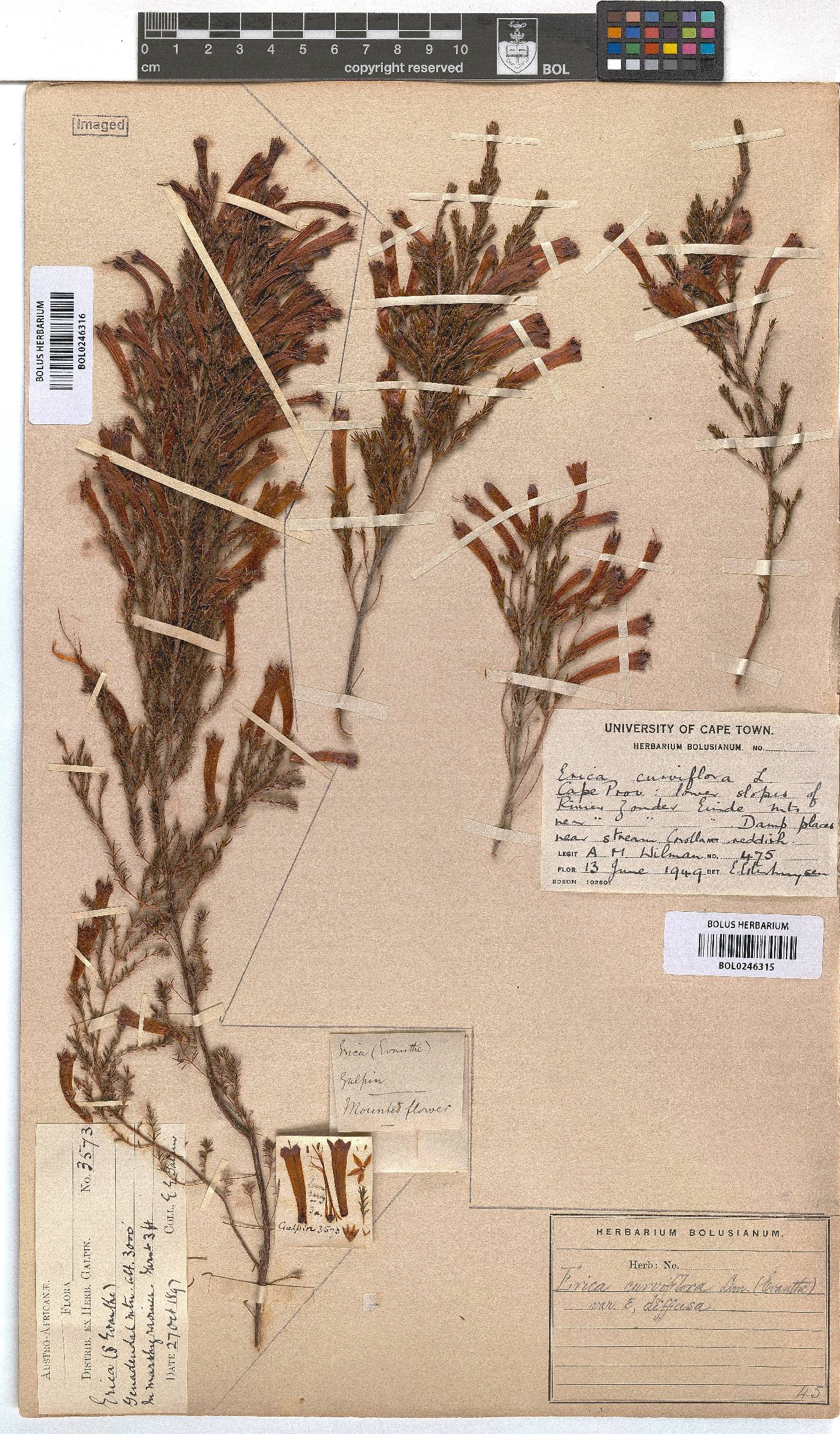 Erica curviflora image