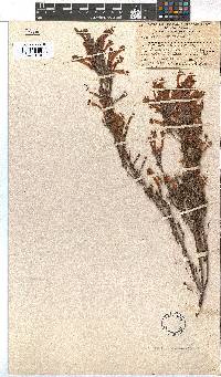 Erica curviflora image