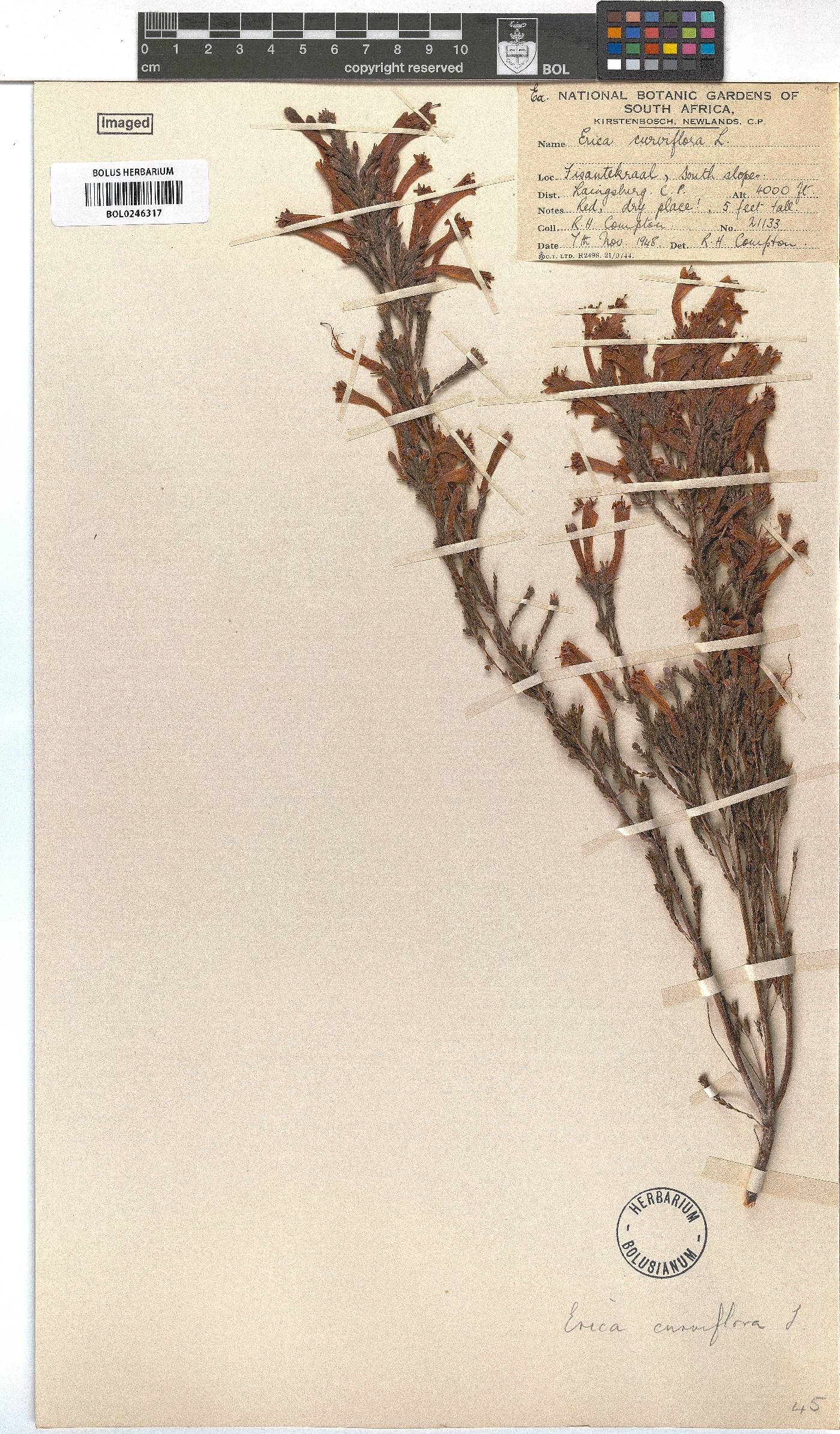 Erica curviflora image