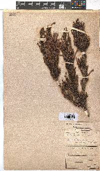 Erica curviflora image