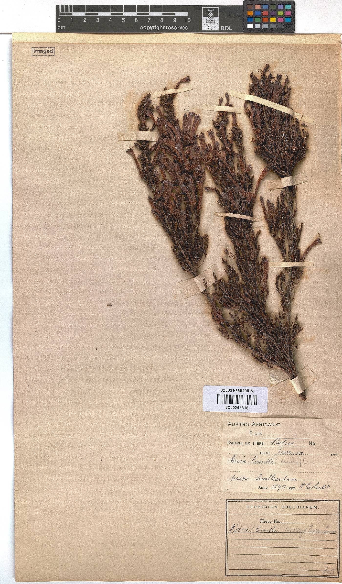 Erica curviflora image