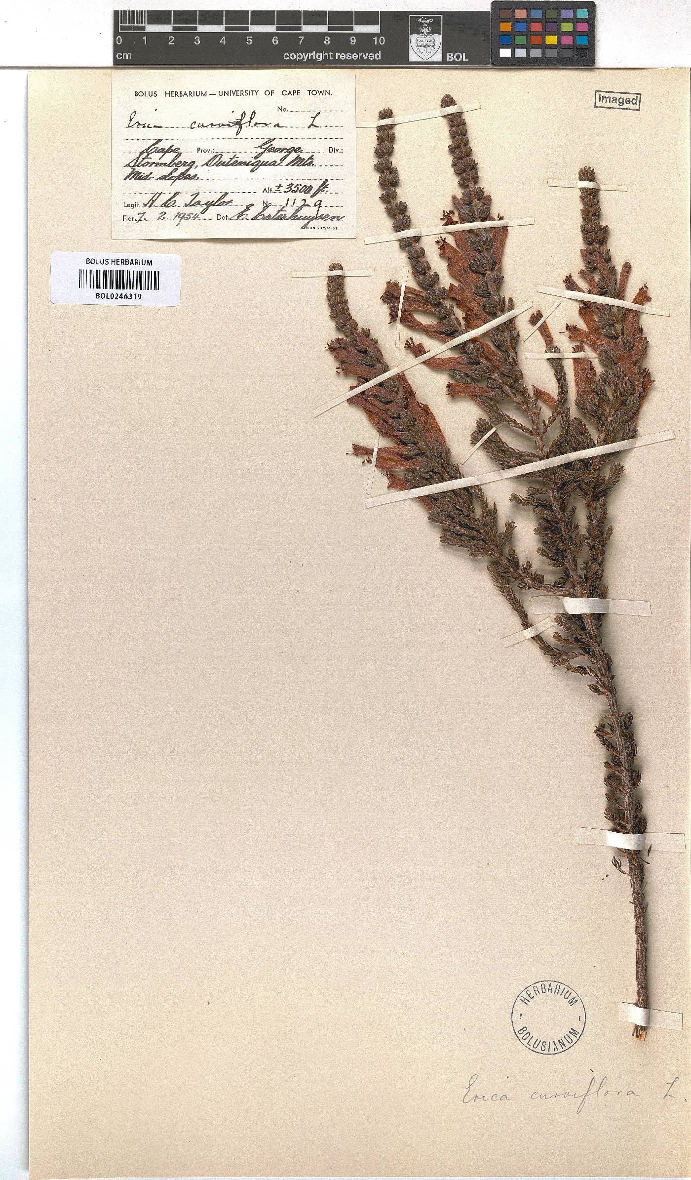 Erica curviflora image