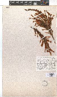 Erica curviflora image