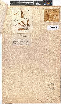 Erica glandulosa subsp. fourcadei image