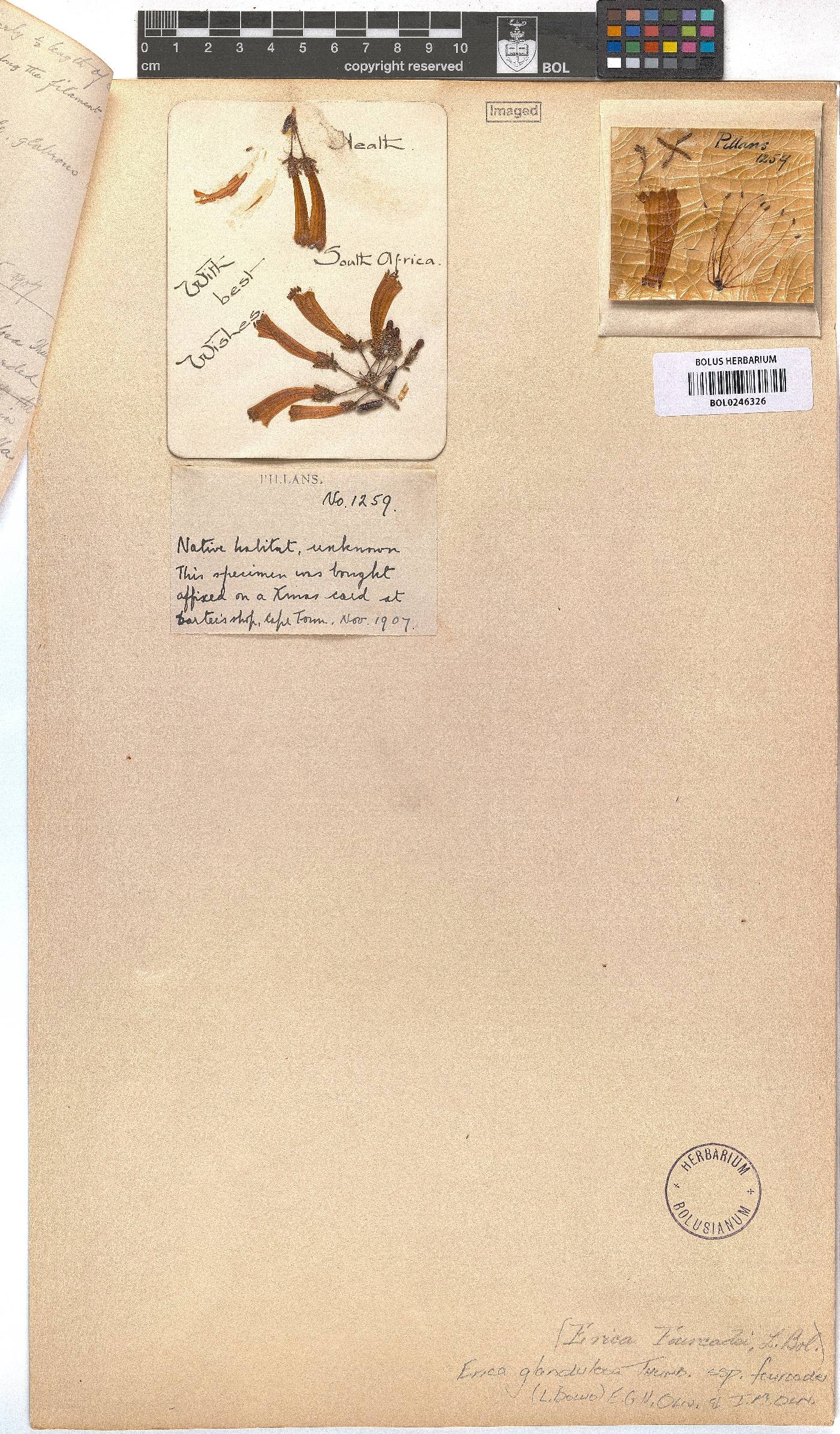 Erica glandulosa subsp. fourcadei image