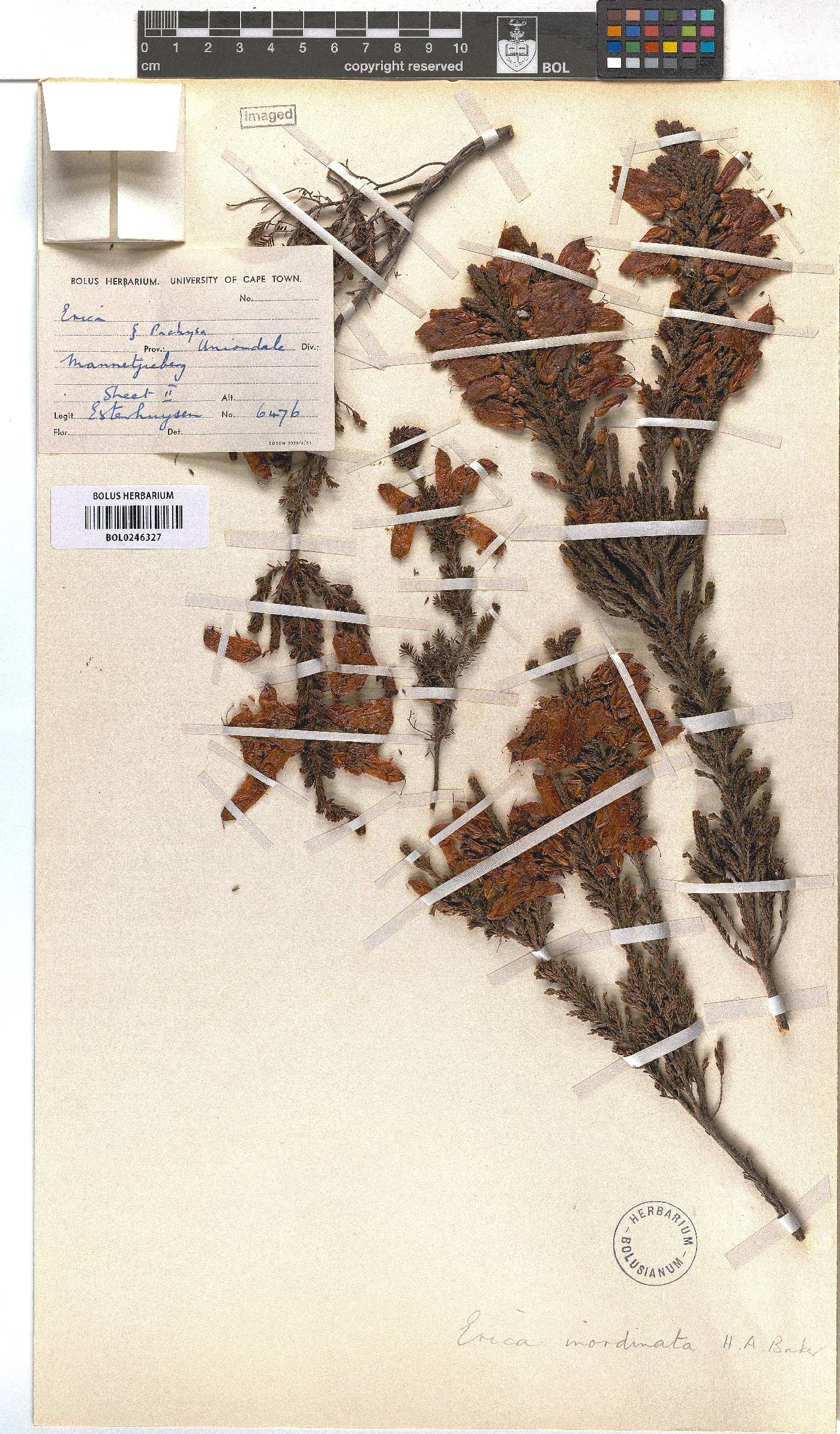 Erica inordinata image