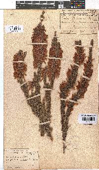 Erica pillansii image