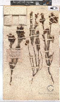 Erica pectinifolia image