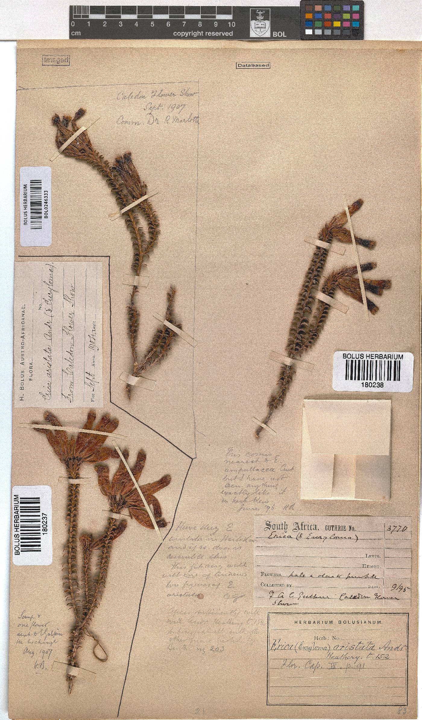 Erica aristata image